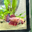 Koi Red Copper Crowntail - Female Betta 198