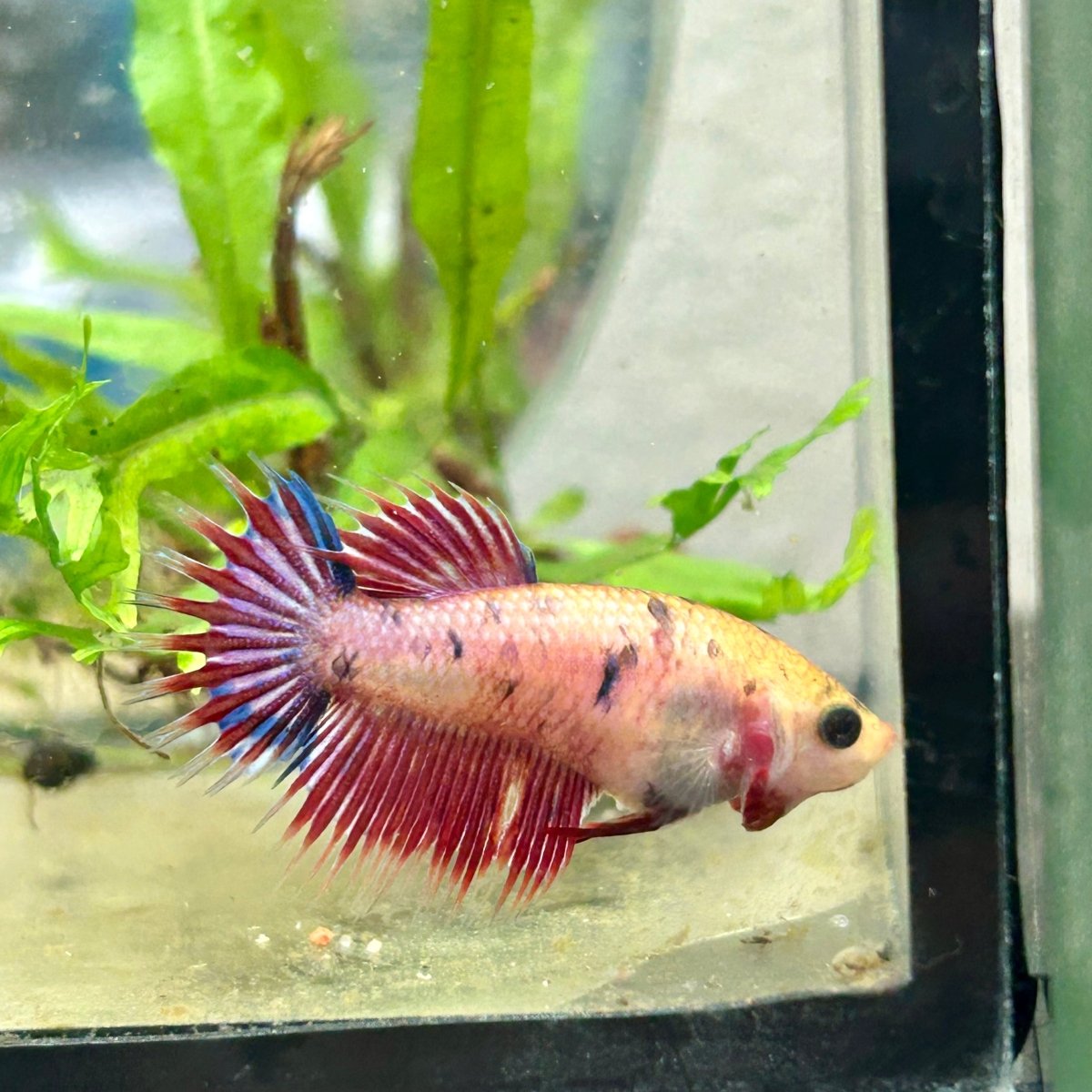Koi Red Copper Crowntail - Female Betta 198