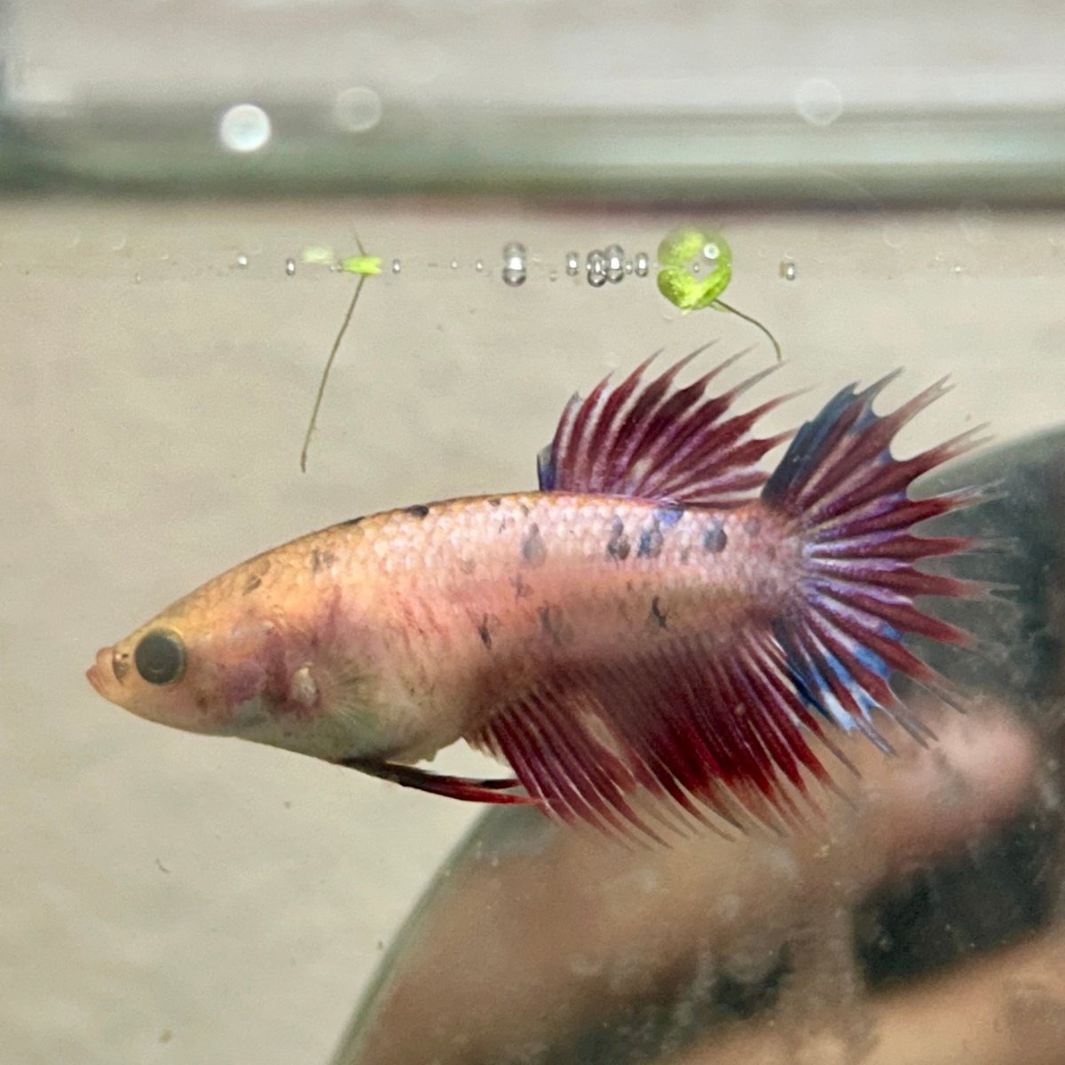 Koi Red Copper Crowntail - Female Betta 198
