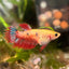 Koi Red Copper Crowntail - Female Betta UNS20