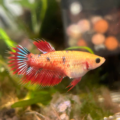Koi Red Copper Crowntail - Female Betta UNS20