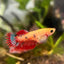 Koi Red Copper Crowntail - Female Betta UNS20