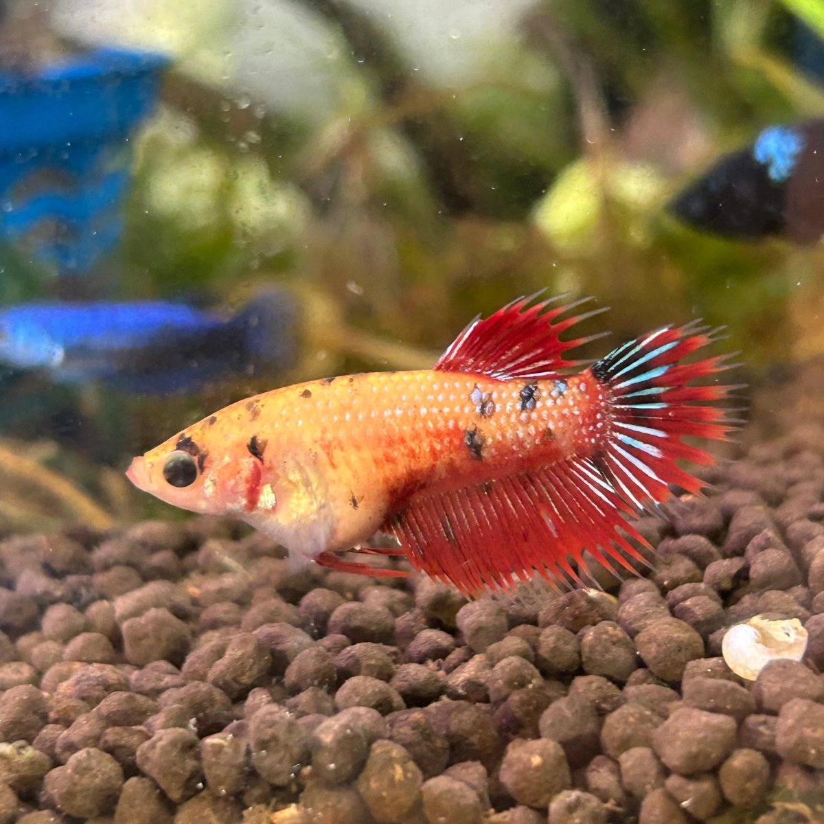 Koi Red Copper Crowntail - Female Betta UNS20