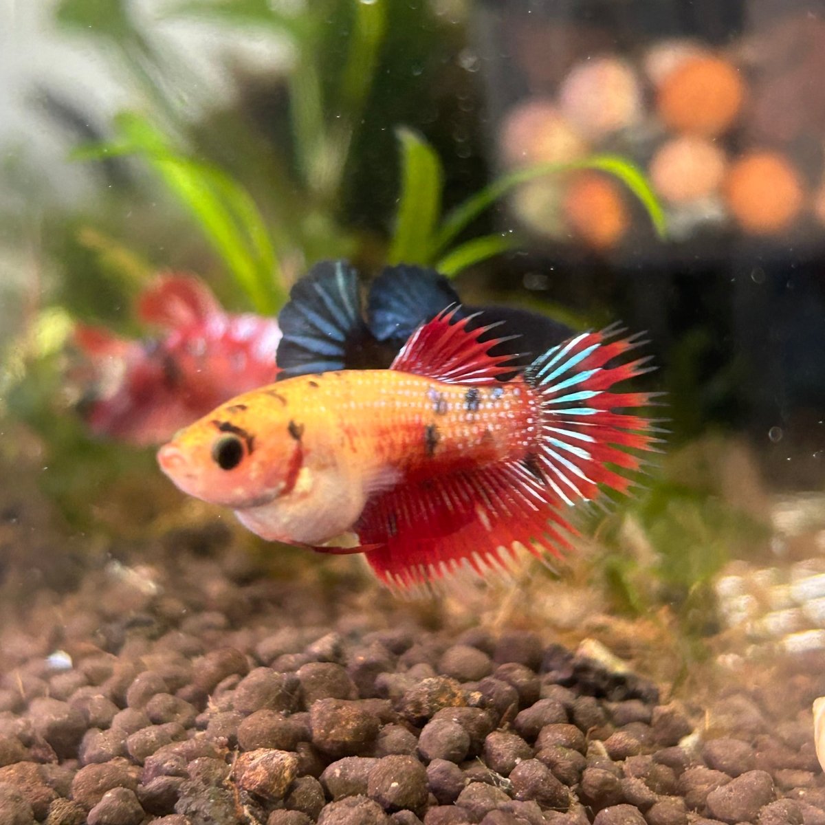 Koi Red Copper Crowntail - Female Betta UNS20