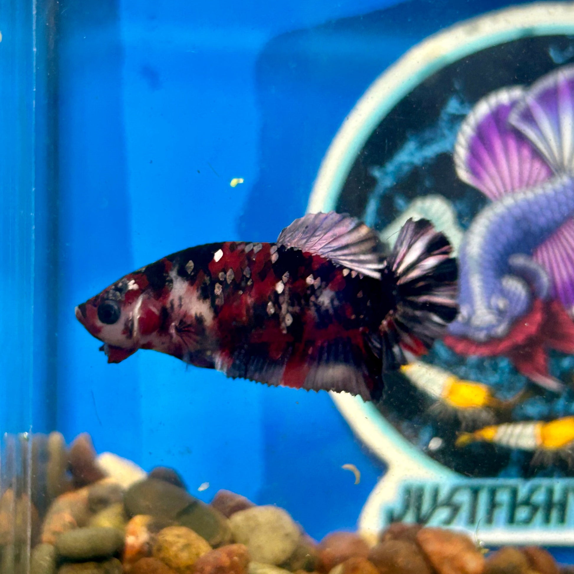 Koi Red Copper Plakat - Female Betta 011