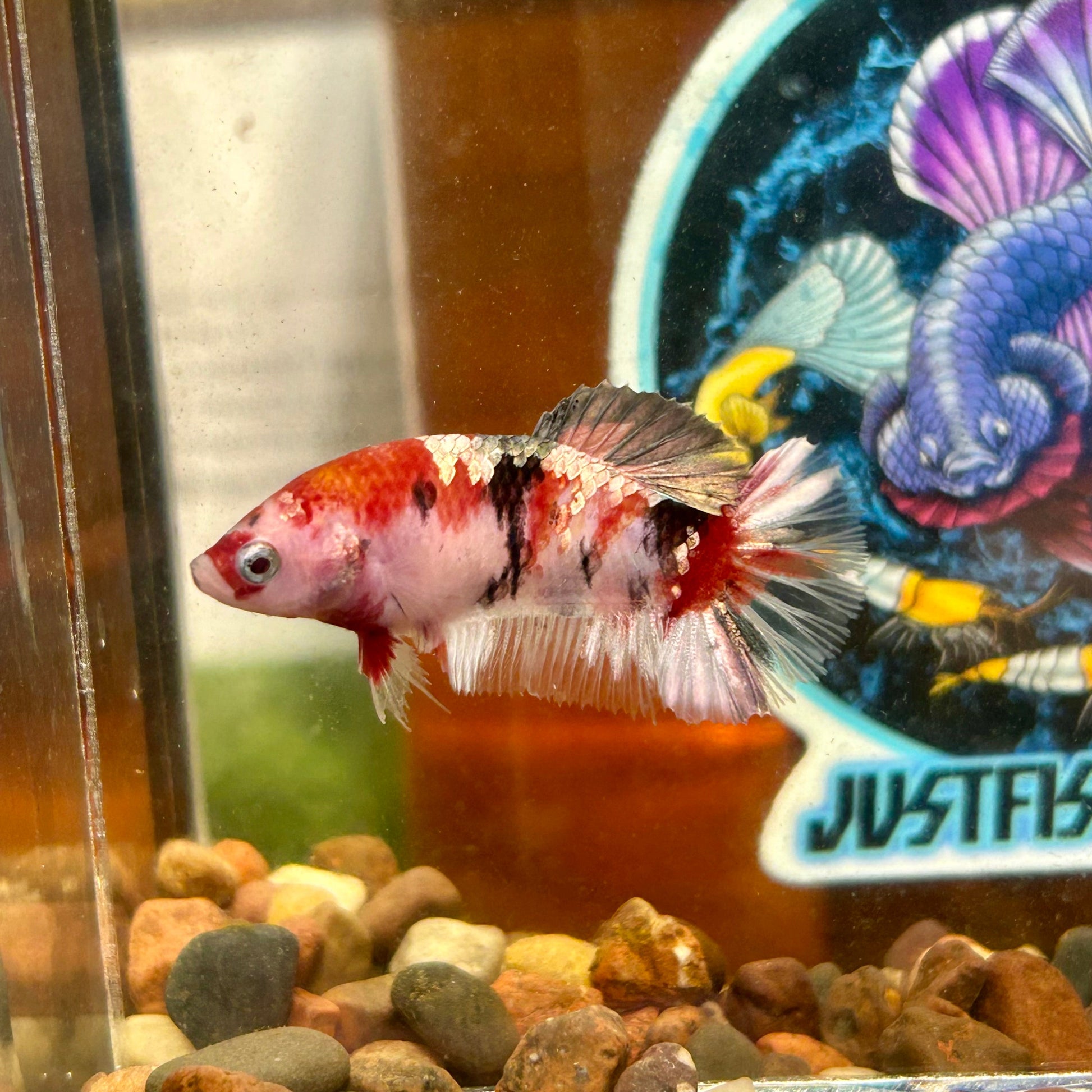 Koi Red Copper Plakat - Female Betta 106