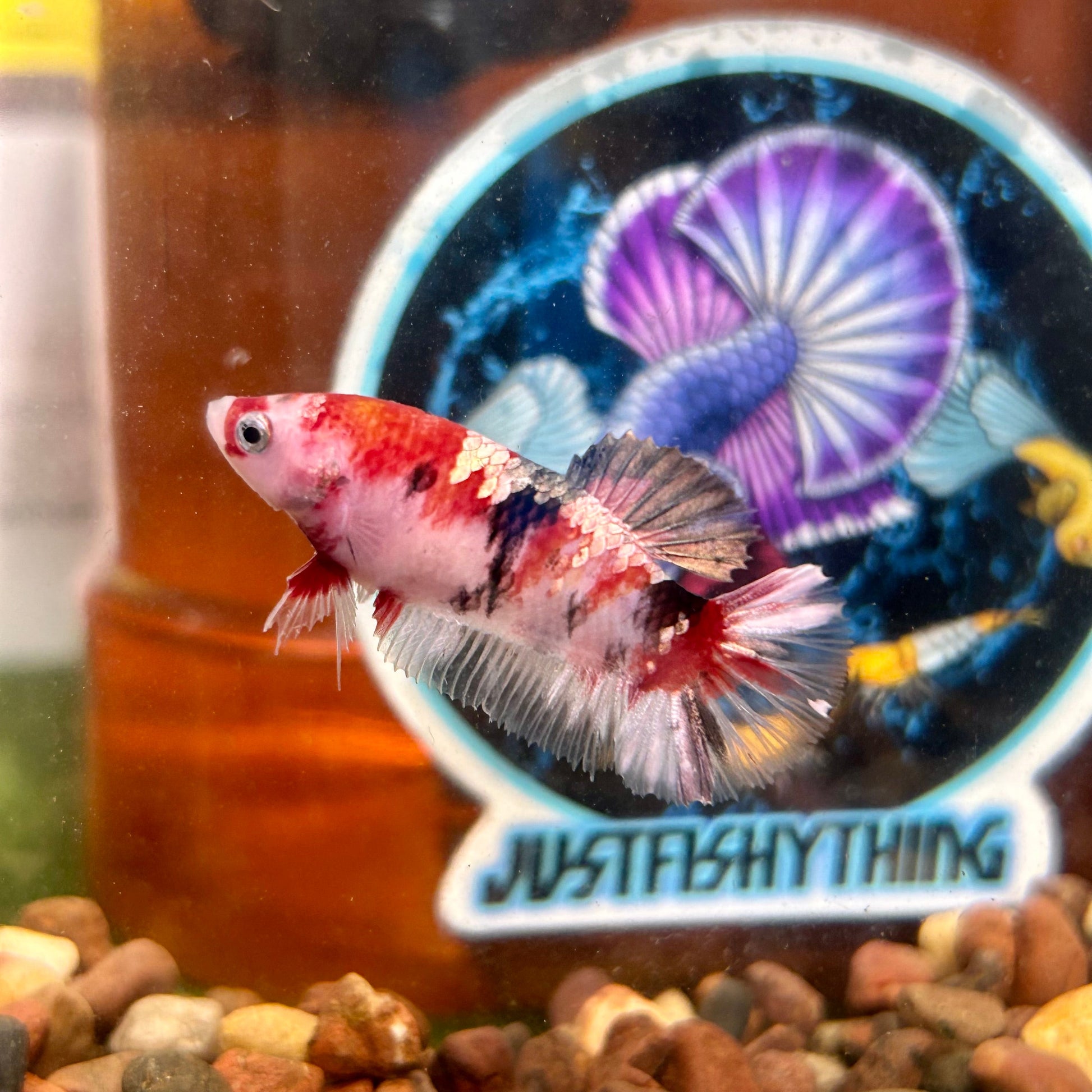 Koi Red Copper Plakat - Female Betta 106