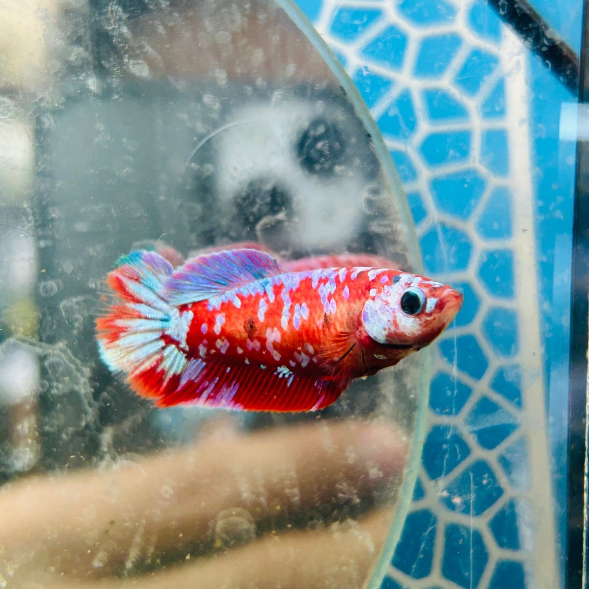 Koi Red Copper Plakat - Female Betta #191