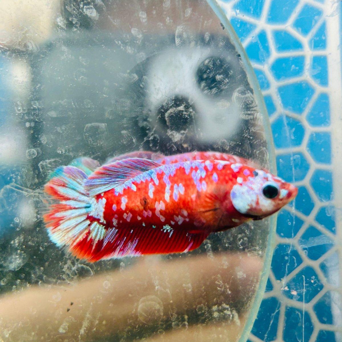 Koi Red Copper Plakat - Female Betta #191
