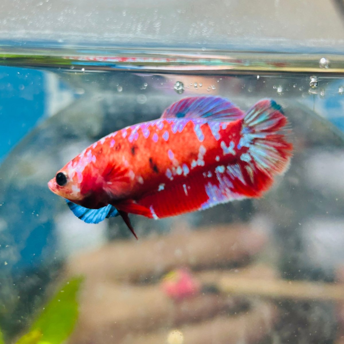 Koi Red Copper Plakat - Female Betta #191