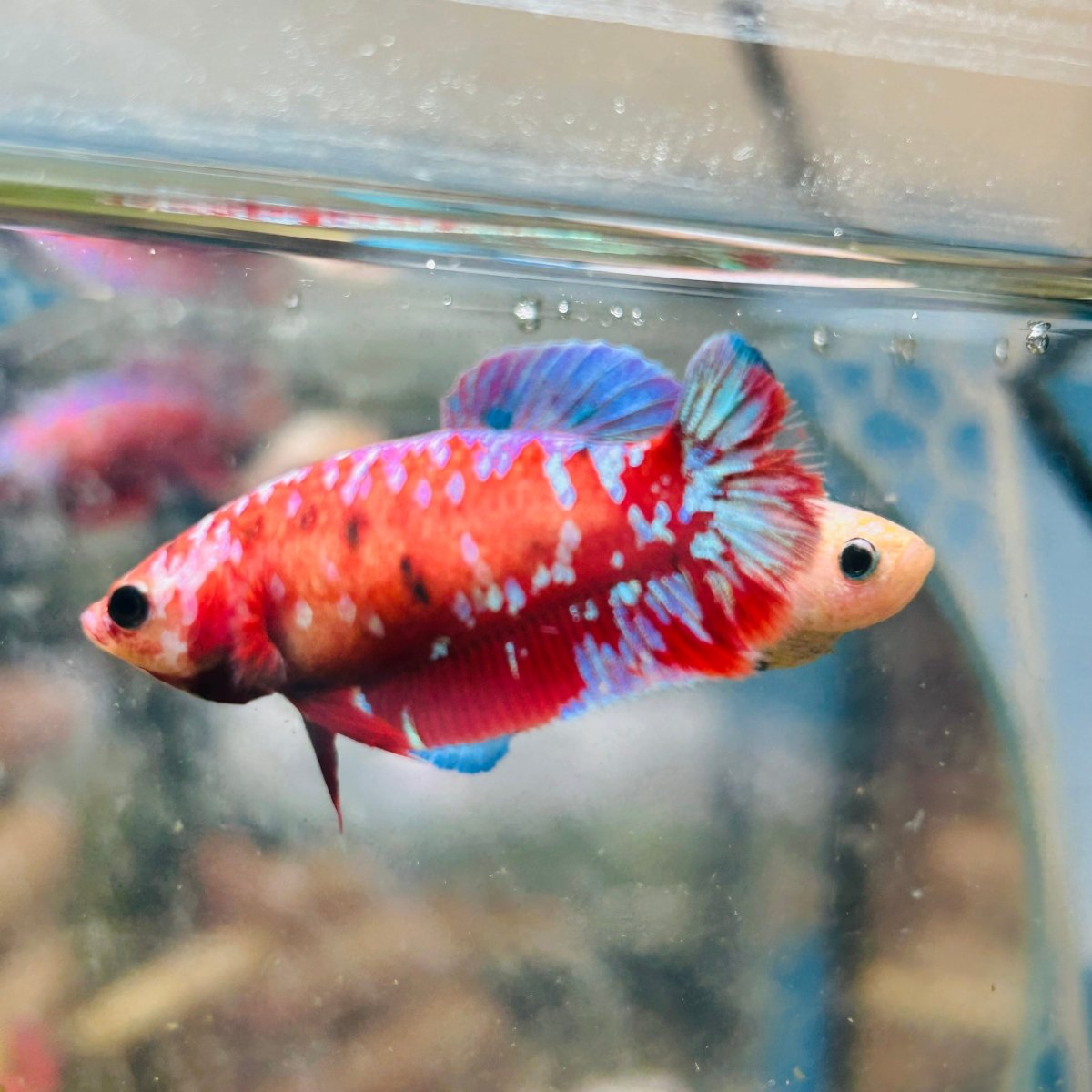 Koi Red Copper Plakat - Female Betta #191