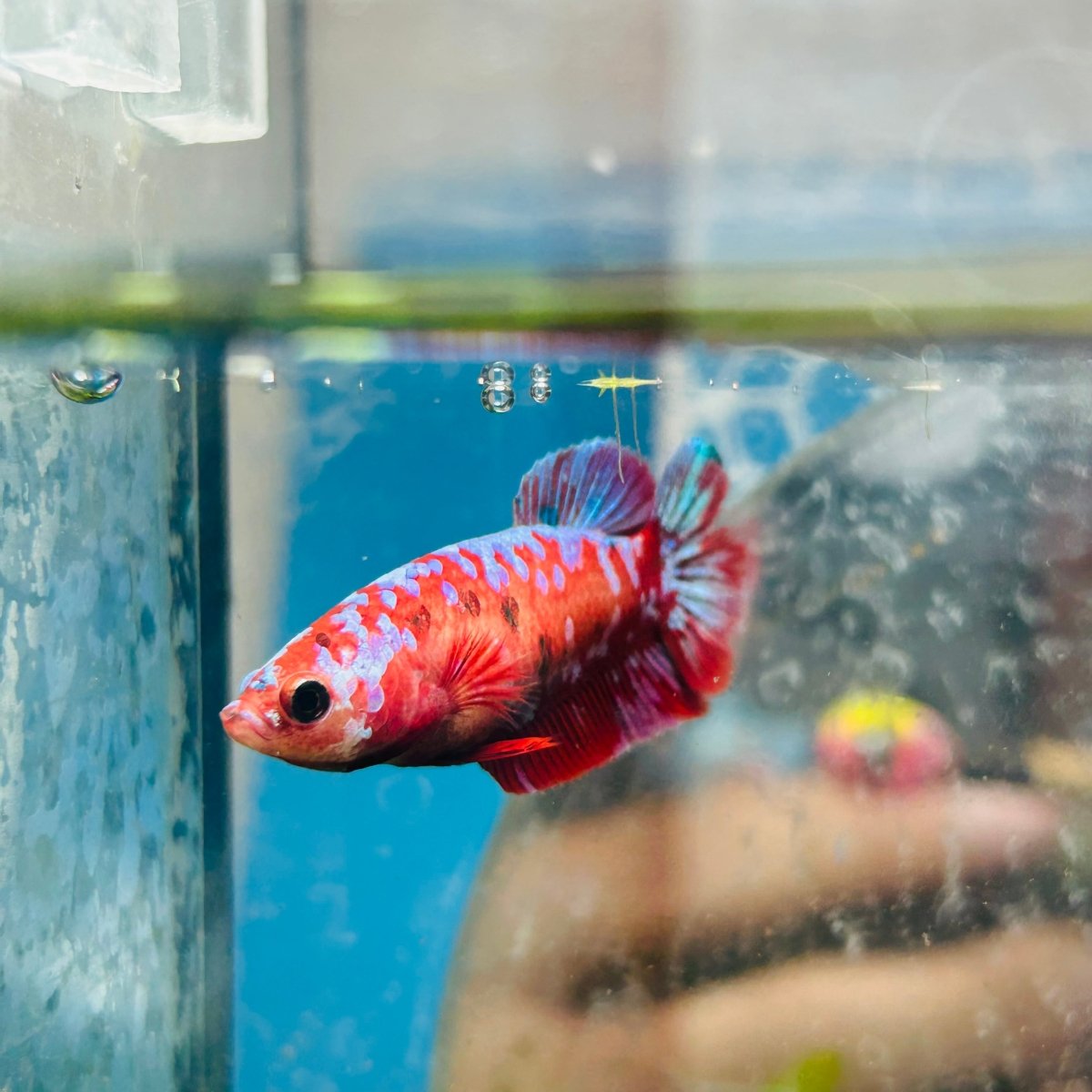 Koi Red Copper Plakat - Female Betta #191