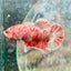 Koi Red Copper Plakat - Female Betta 198