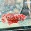 Koi Red Copper Plakat - Female Betta 198