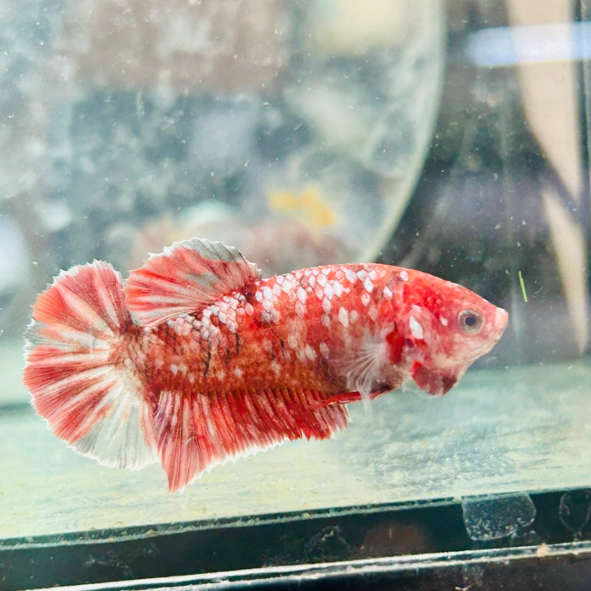Koi Red Copper Plakat - Female Betta 198