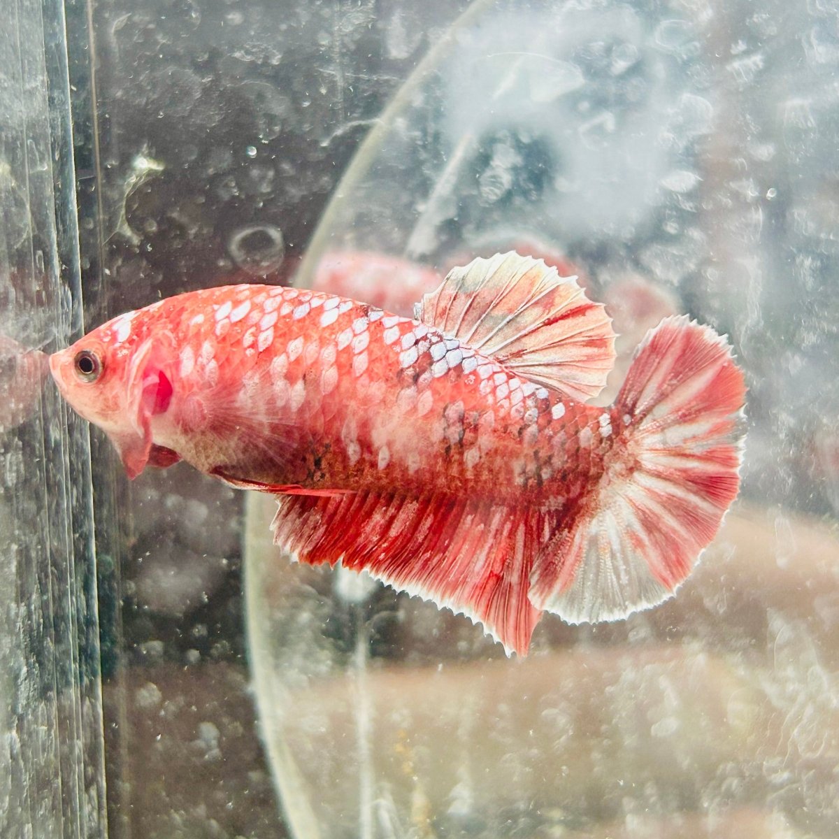Koi Red Copper Plakat - Female Betta 198