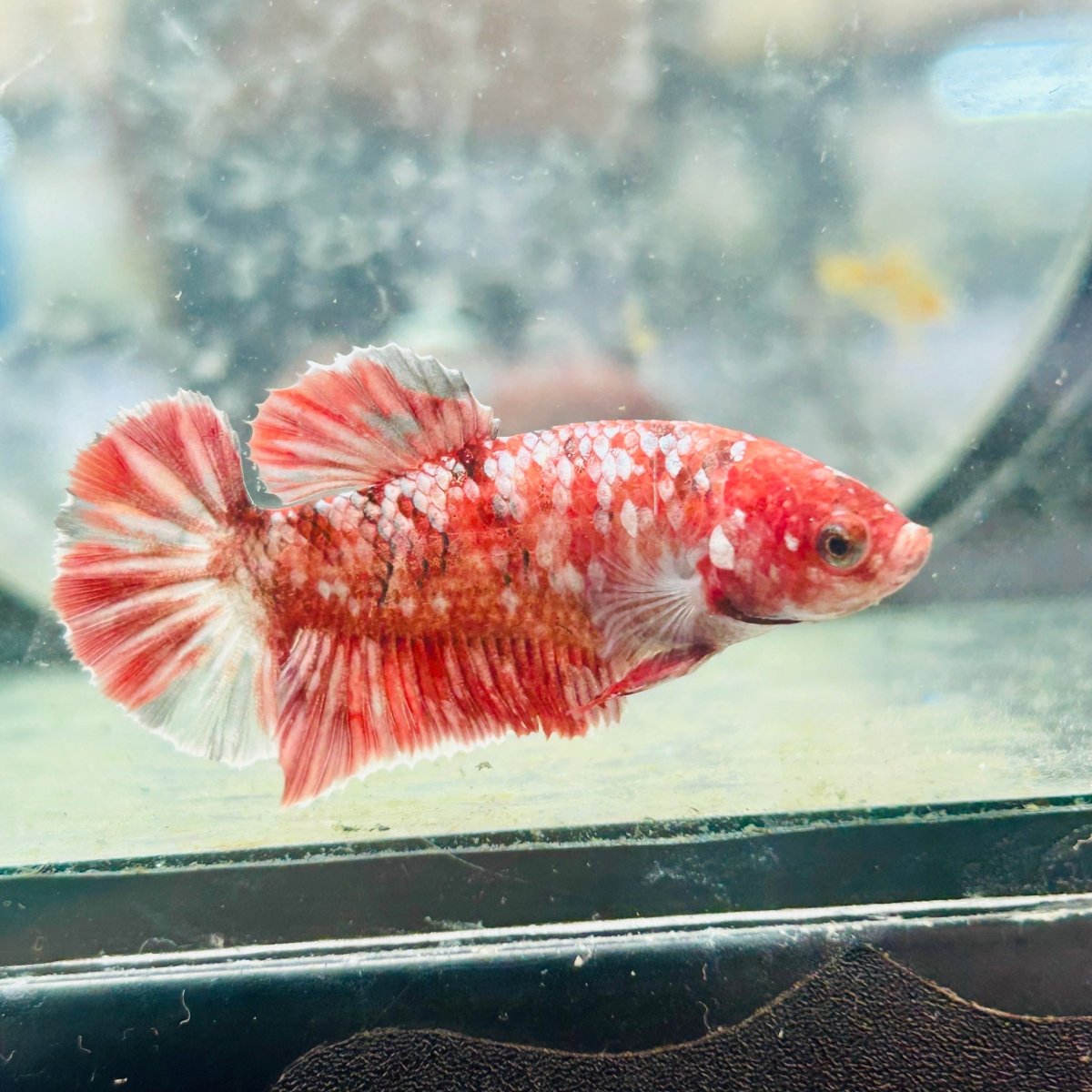 Koi Red Copper Plakat - Female Betta 198