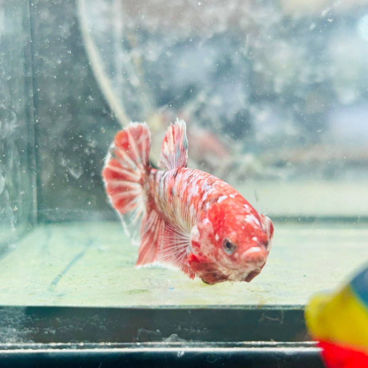 Koi Red Copper Plakat - Female Betta 198