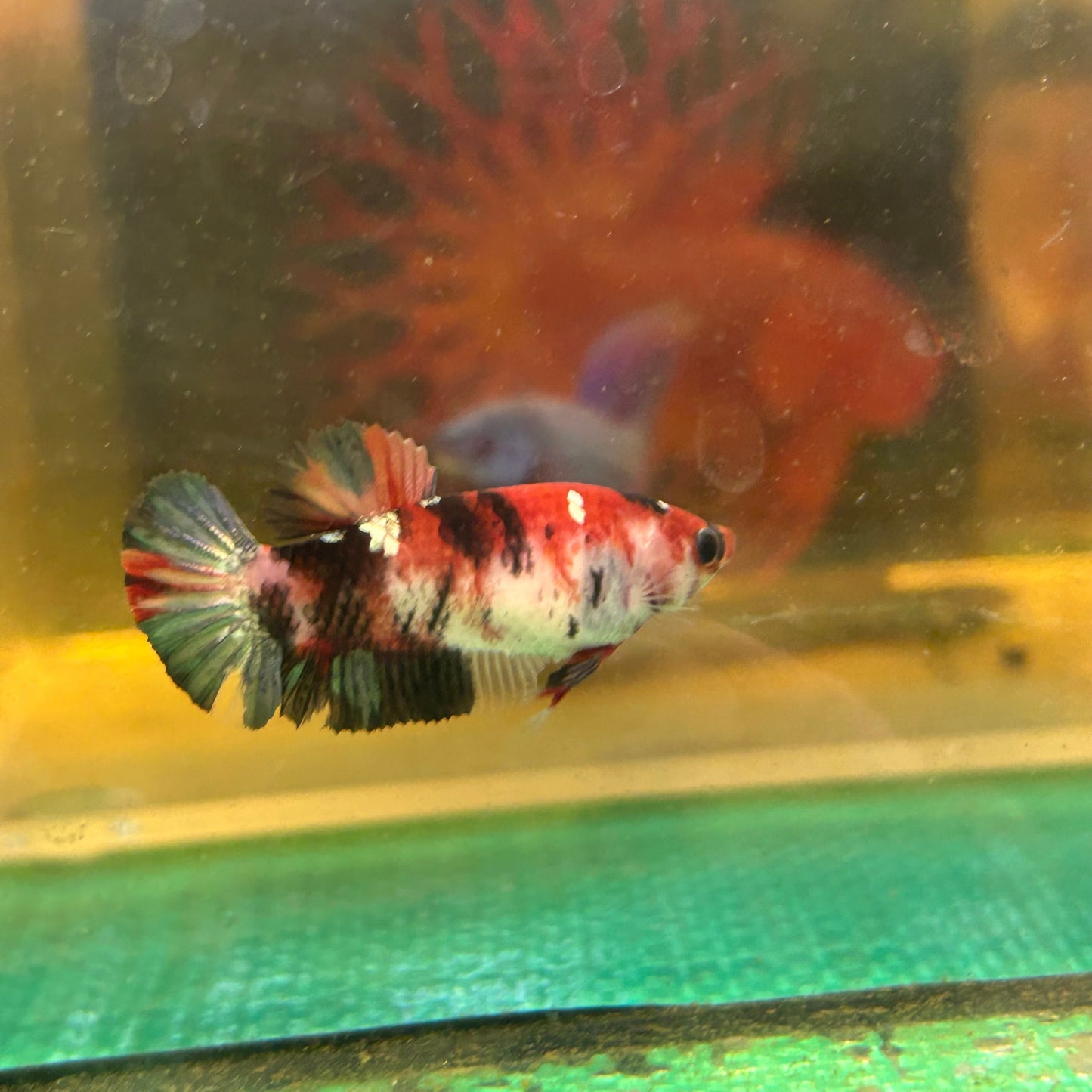 Koi Red Copper Plakat - Female Betta 88