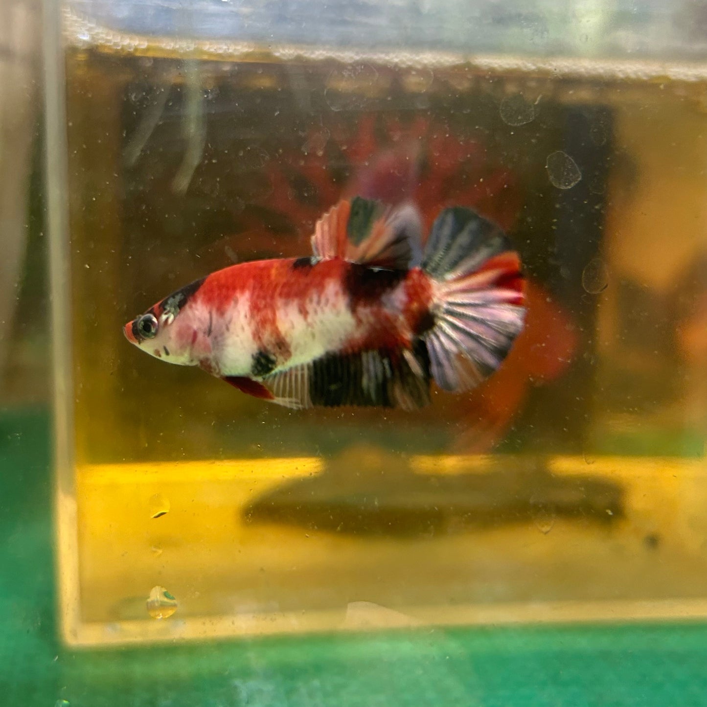 Koi Red Copper Plakat - Female Betta 88