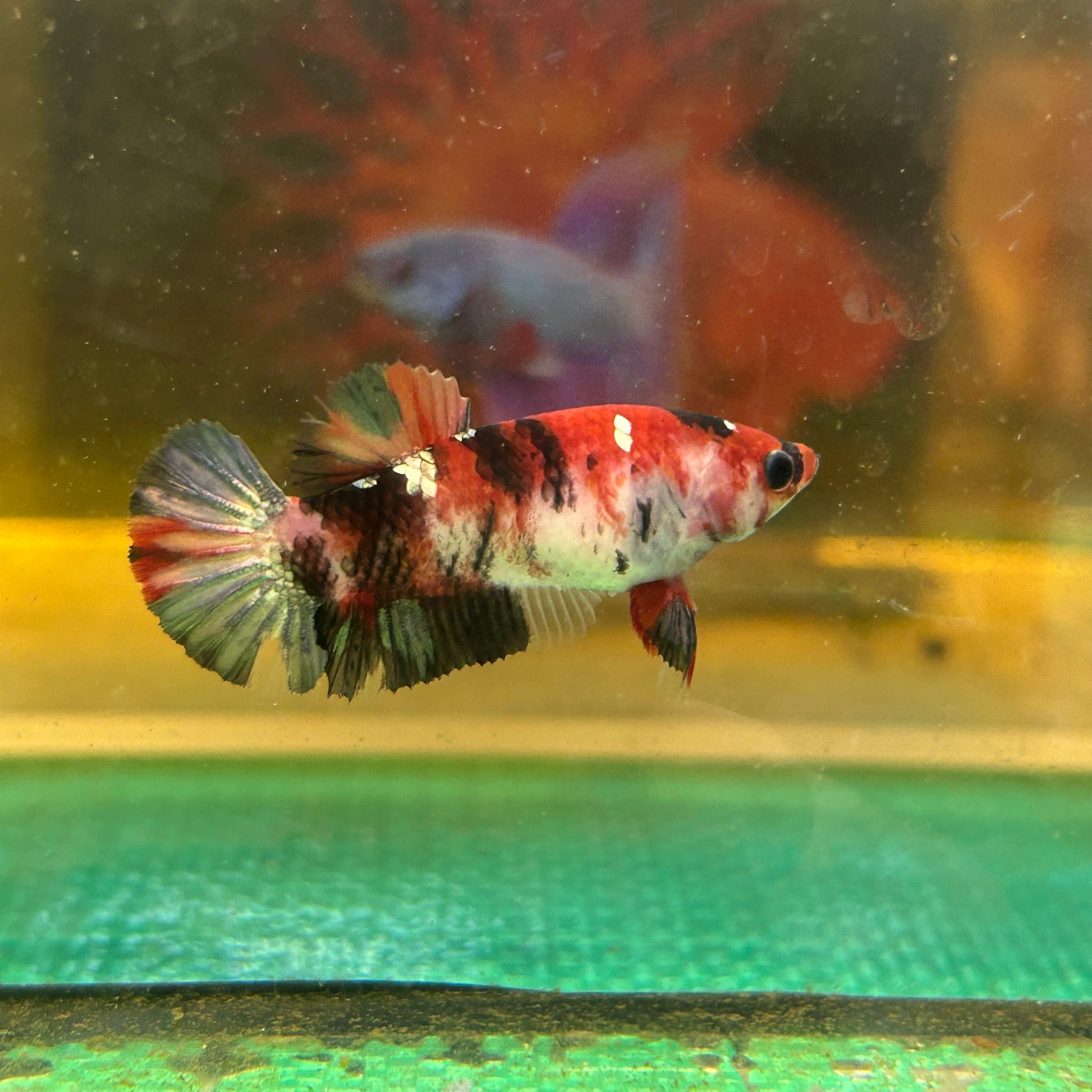 Koi Red Copper Plakat - Female Betta 88