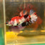 Koi Red Copper Plakat - Female Betta 88