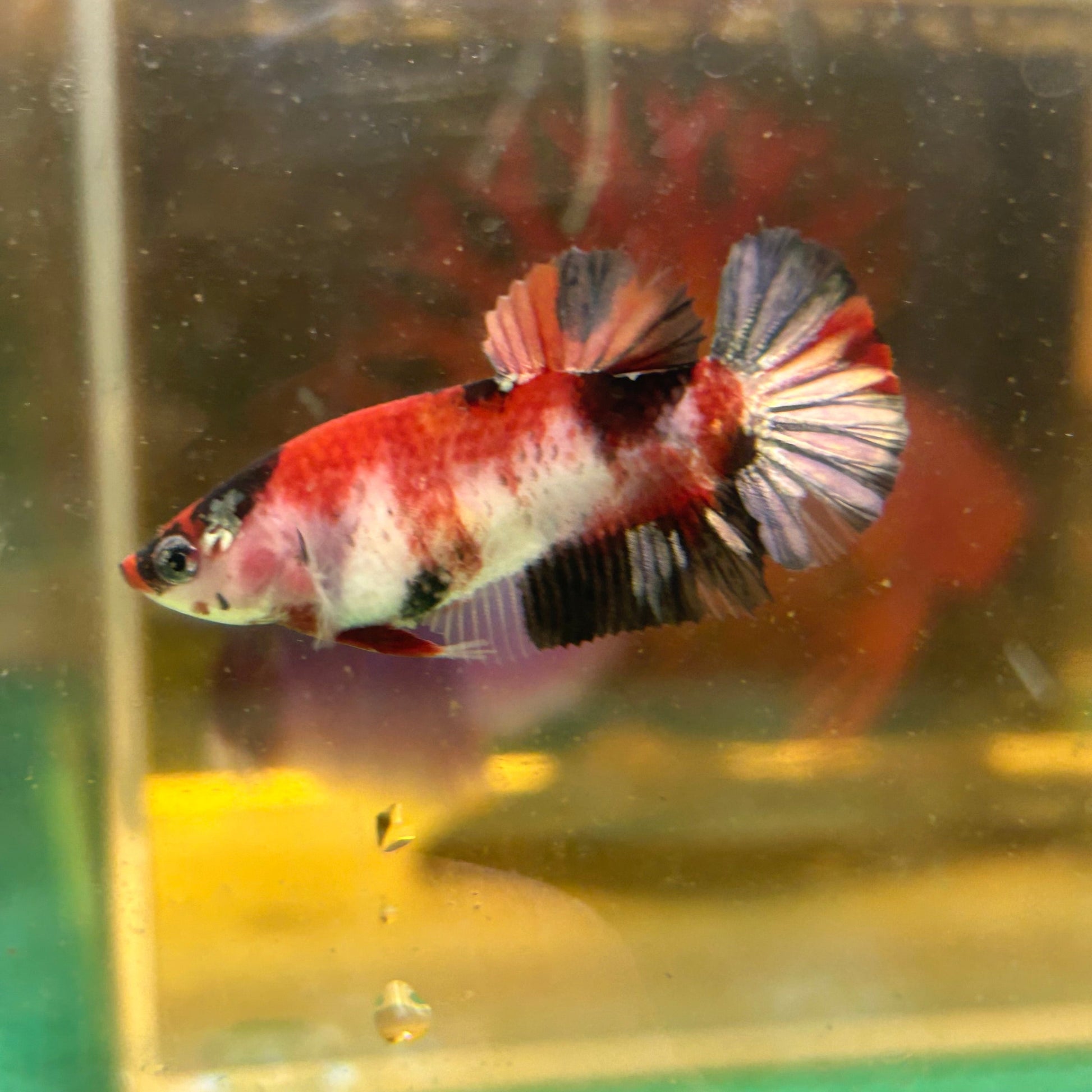 Koi Red Copper Plakat - Female Betta 88