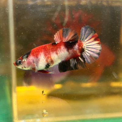 Koi Red Copper Plakat - Female Betta 88