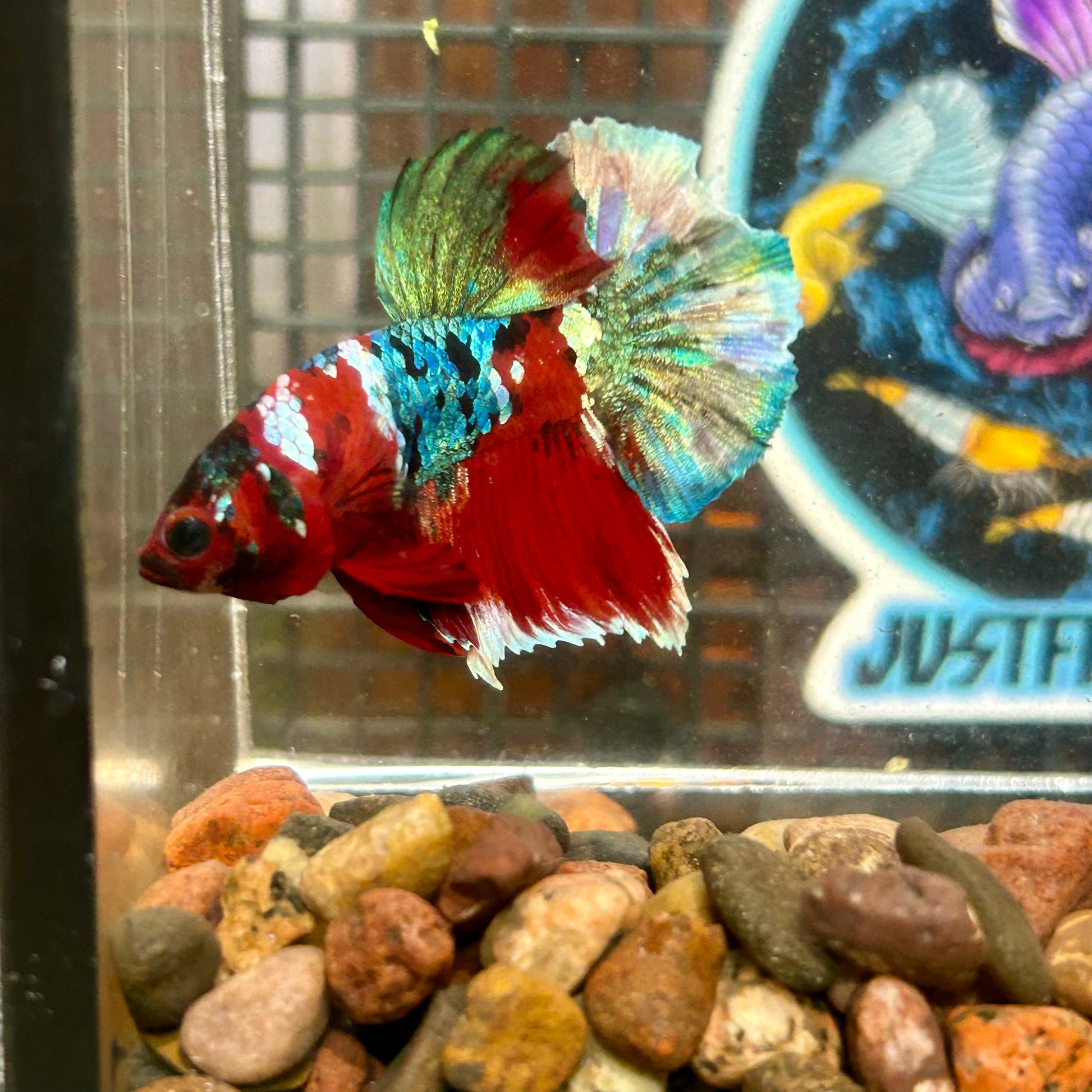 Koi Red Copper Plakat - Male Betta 004