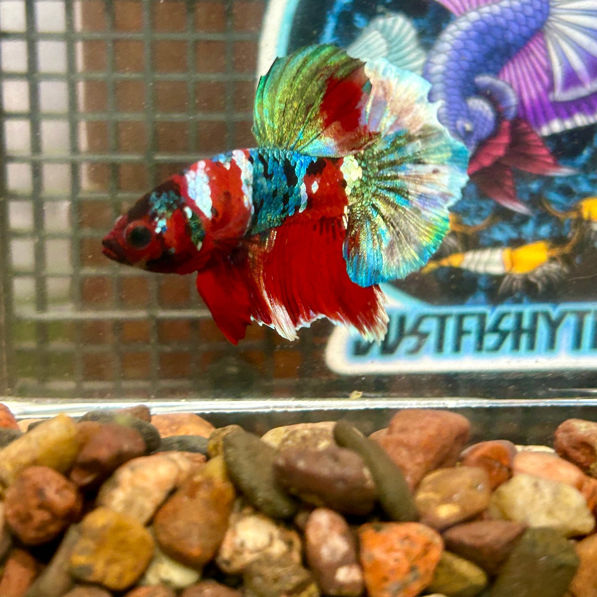 Koi Red Copper Plakat - Male Betta 004