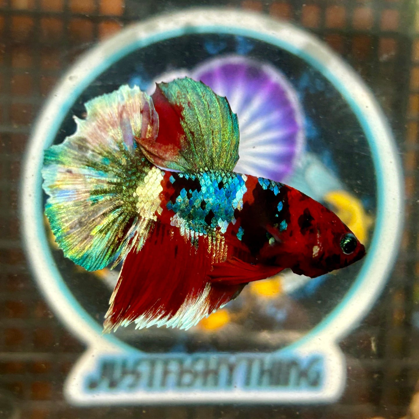 Koi Red Copper Plakat - Male Betta 004