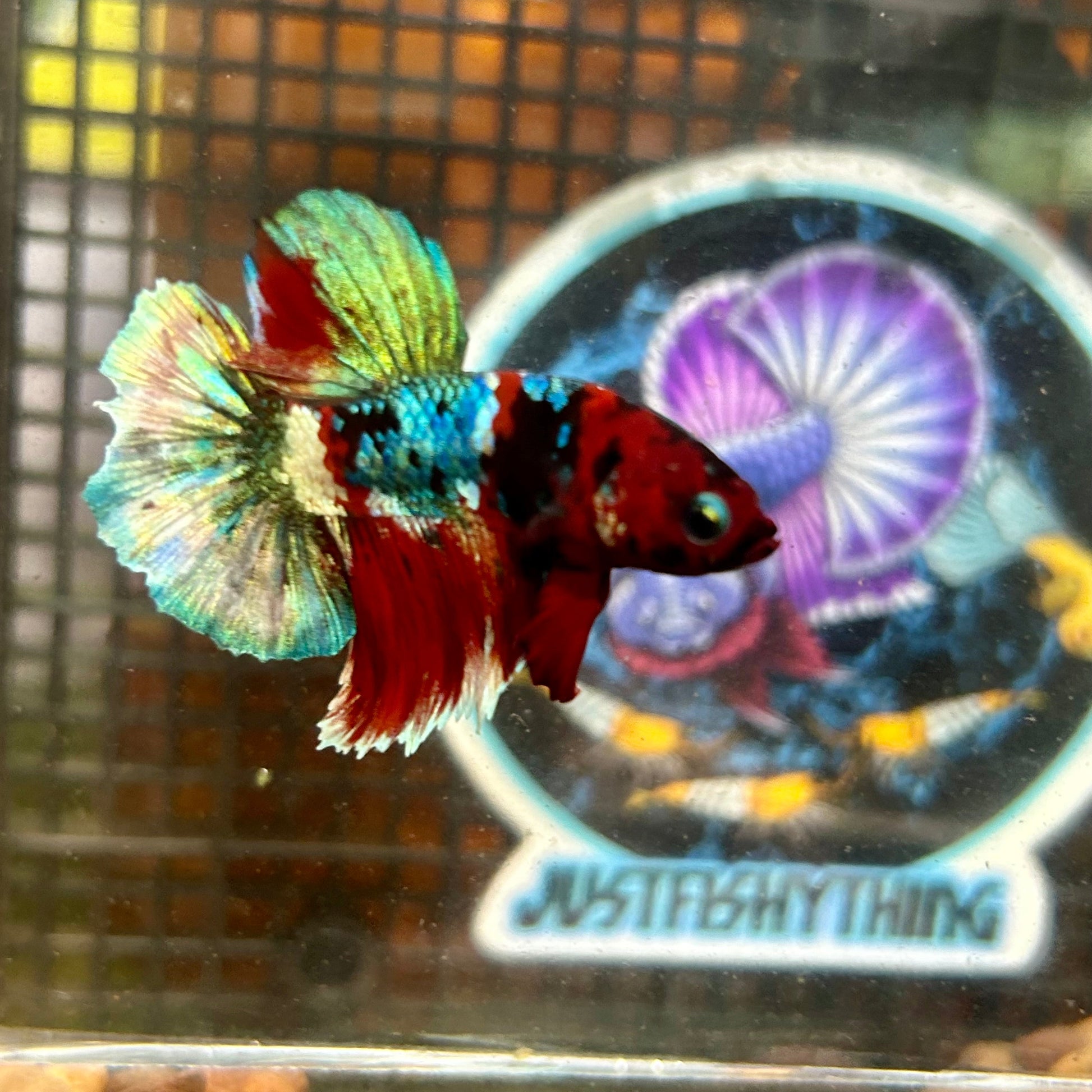 Koi Red Copper Plakat - Male Betta 004