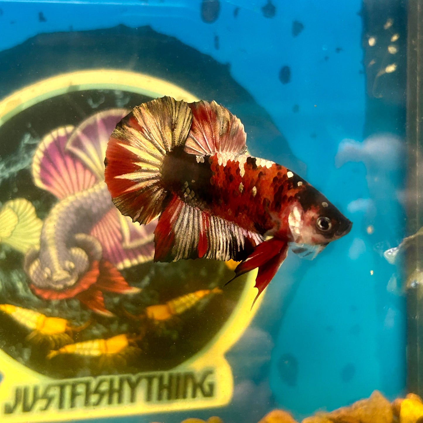 Koi Red Copper Plakat - Male Betta 094