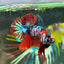 Koi Red Copper Plakat - Male Betta 74