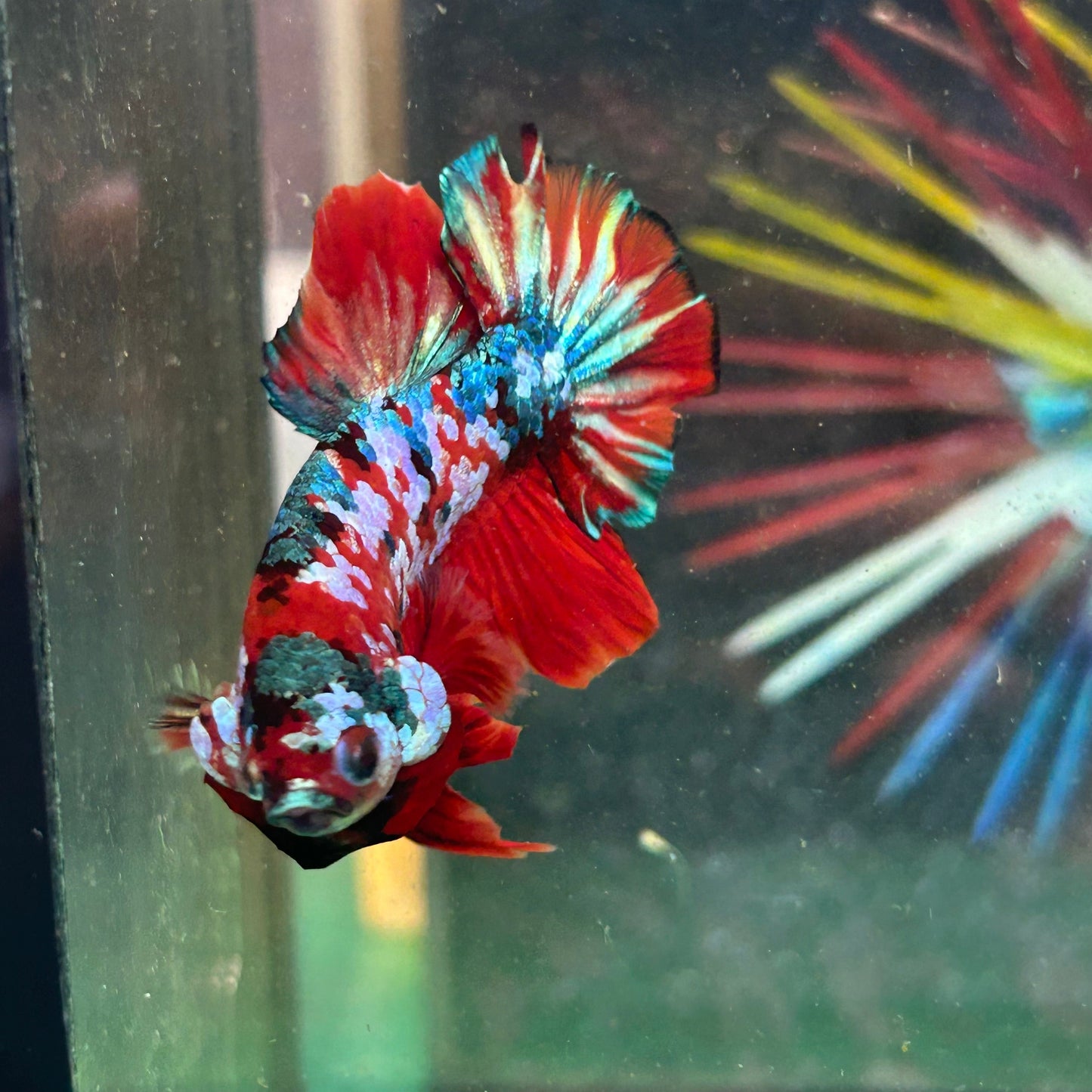 Koi Red Copper Plakat - Male Betta 74