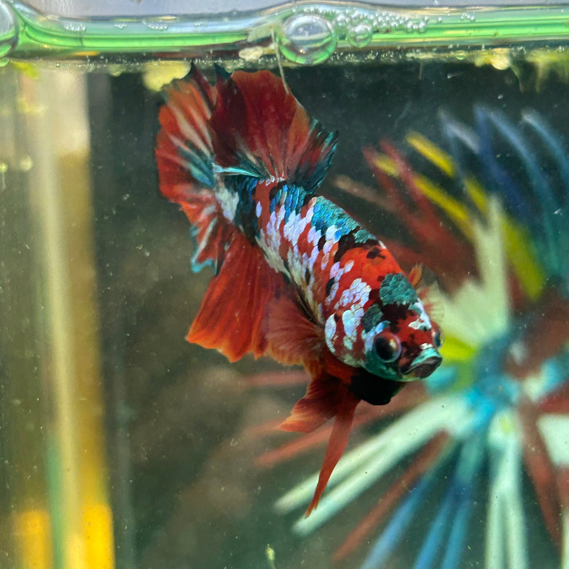 Koi Red Copper Plakat - Male Betta 74