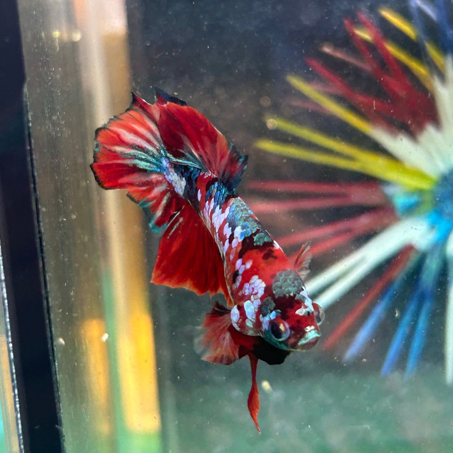 Koi Red Copper Plakat - Male Betta 74