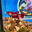 Koi Red Galaxy Plakat - Female Betta 002