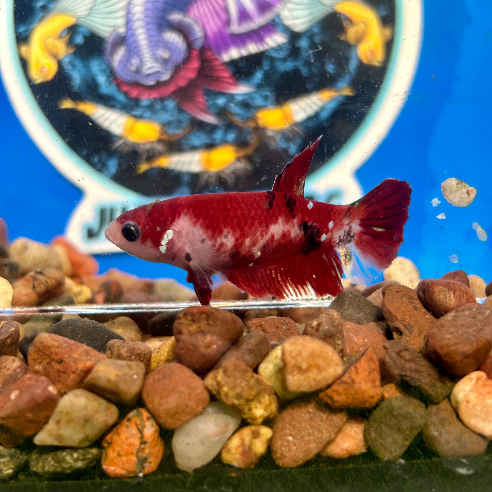 Koi Red Galaxy Plakat - Female Betta 002