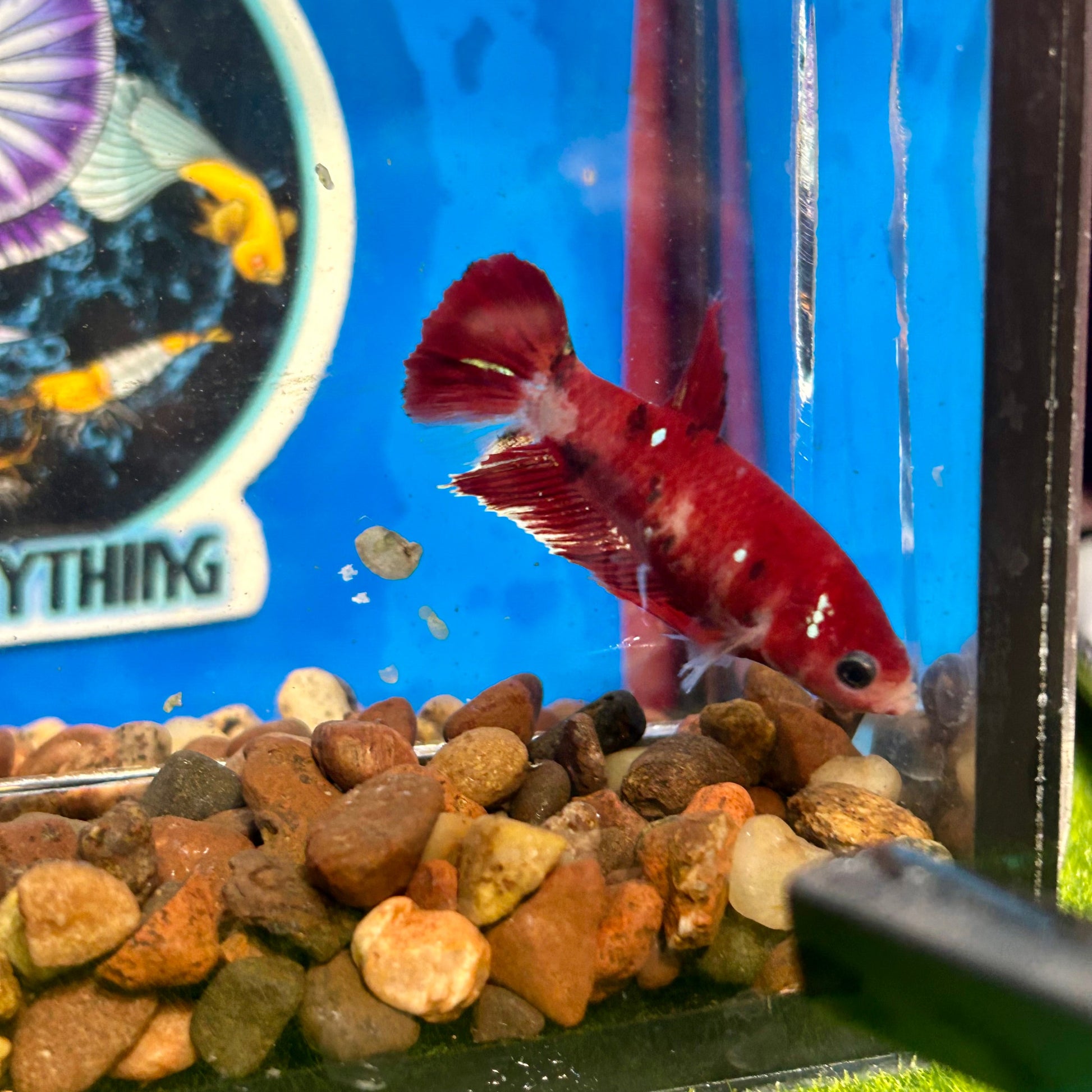 Koi Red Galaxy Plakat - Female Betta 002