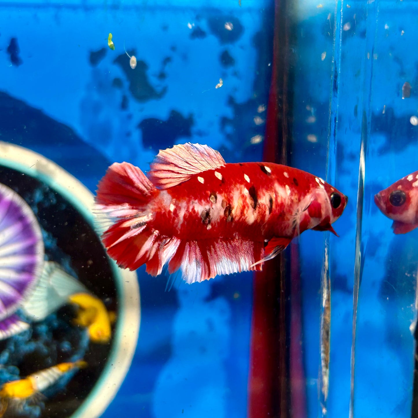 Koi Red Galaxy Plakat - Female Betta 028