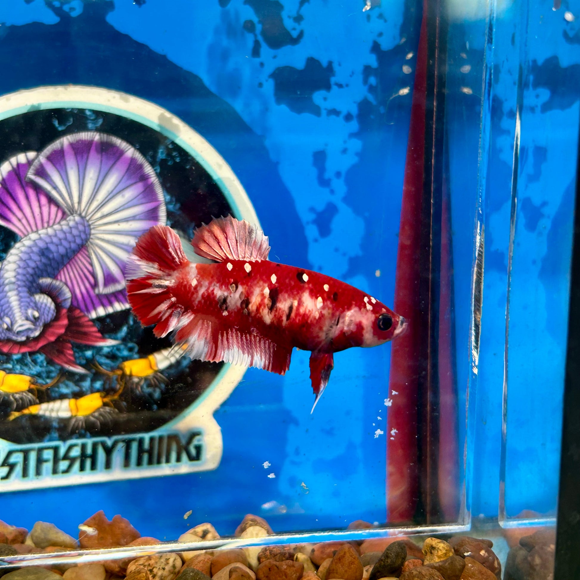 Koi Red Galaxy Plakat - Female Betta 028