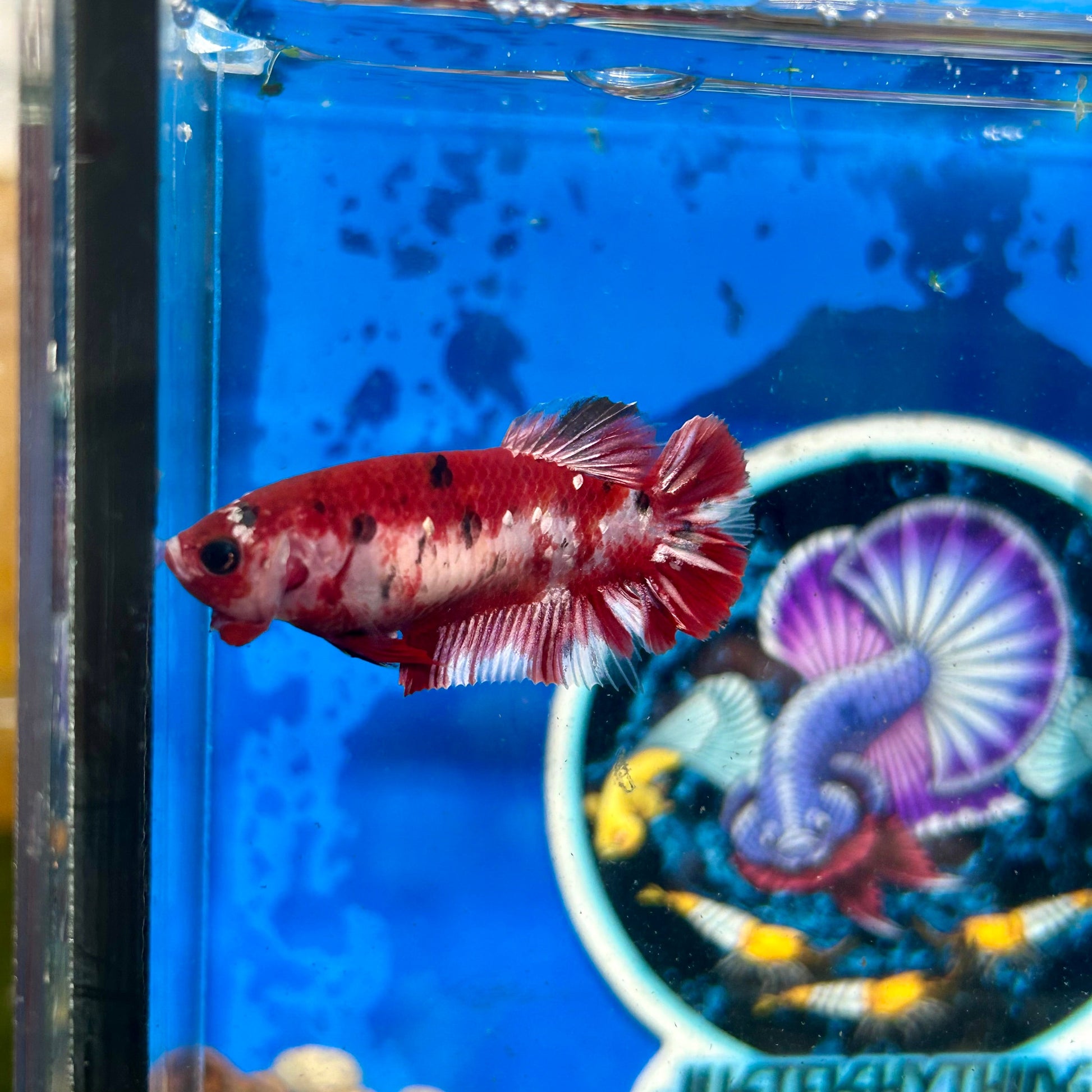 Koi Red Galaxy Plakat - Female Betta 028