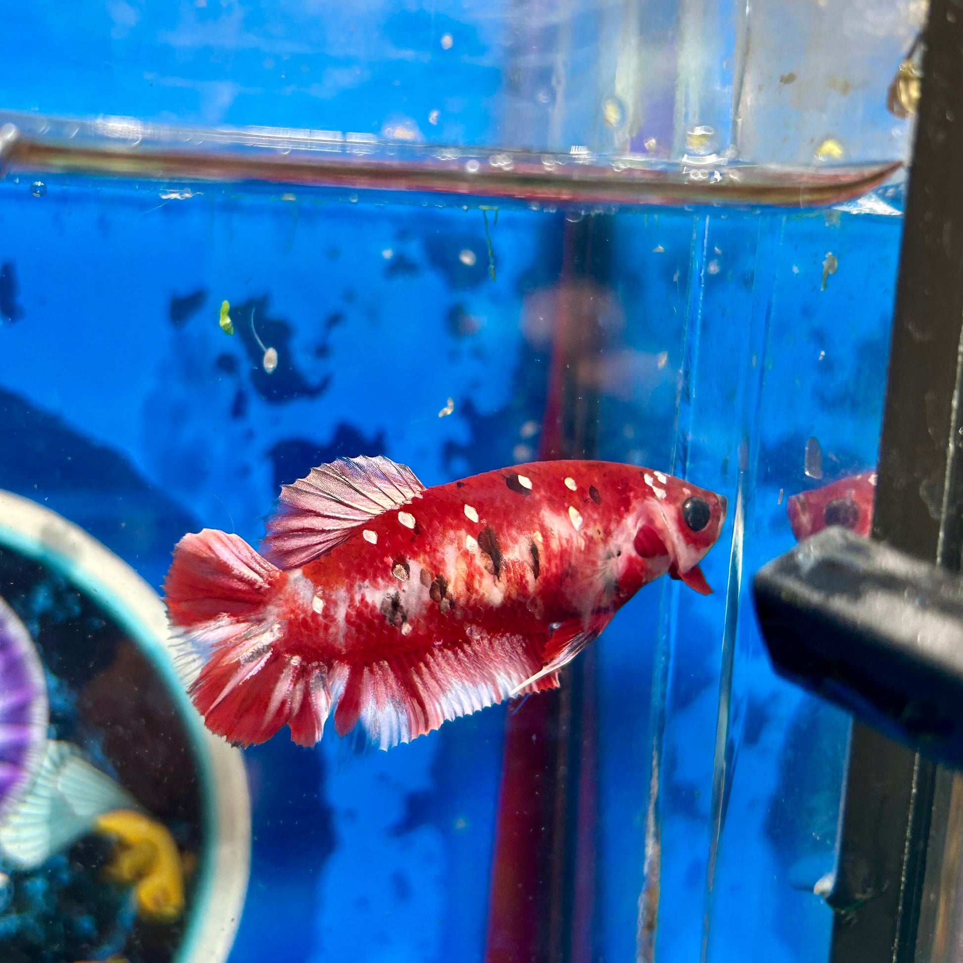 Koi Red Galaxy Plakat - Female Betta 028