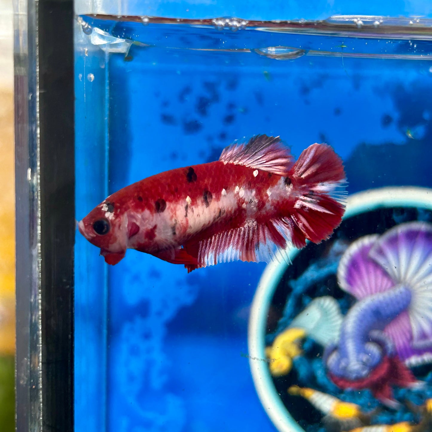 Koi Red Galaxy Plakat - Female Betta 028