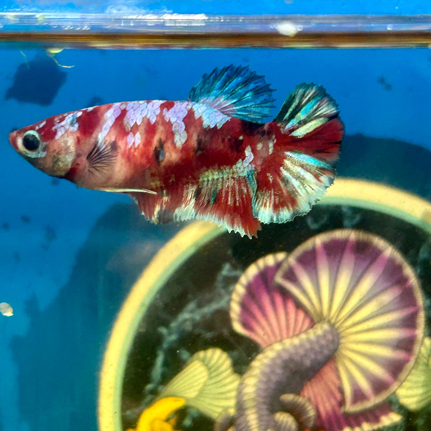 Koi Red Galaxy Plakat - Female Betta 063