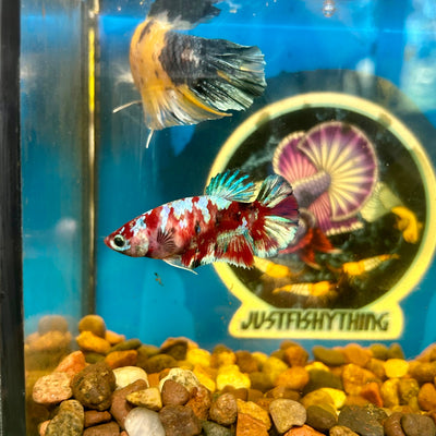 Koi Red Galaxy Plakat - Female Betta 063