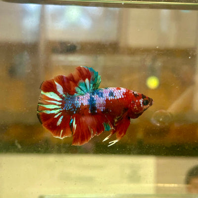 Koi Red Galaxy Plakat - Male Betta 33