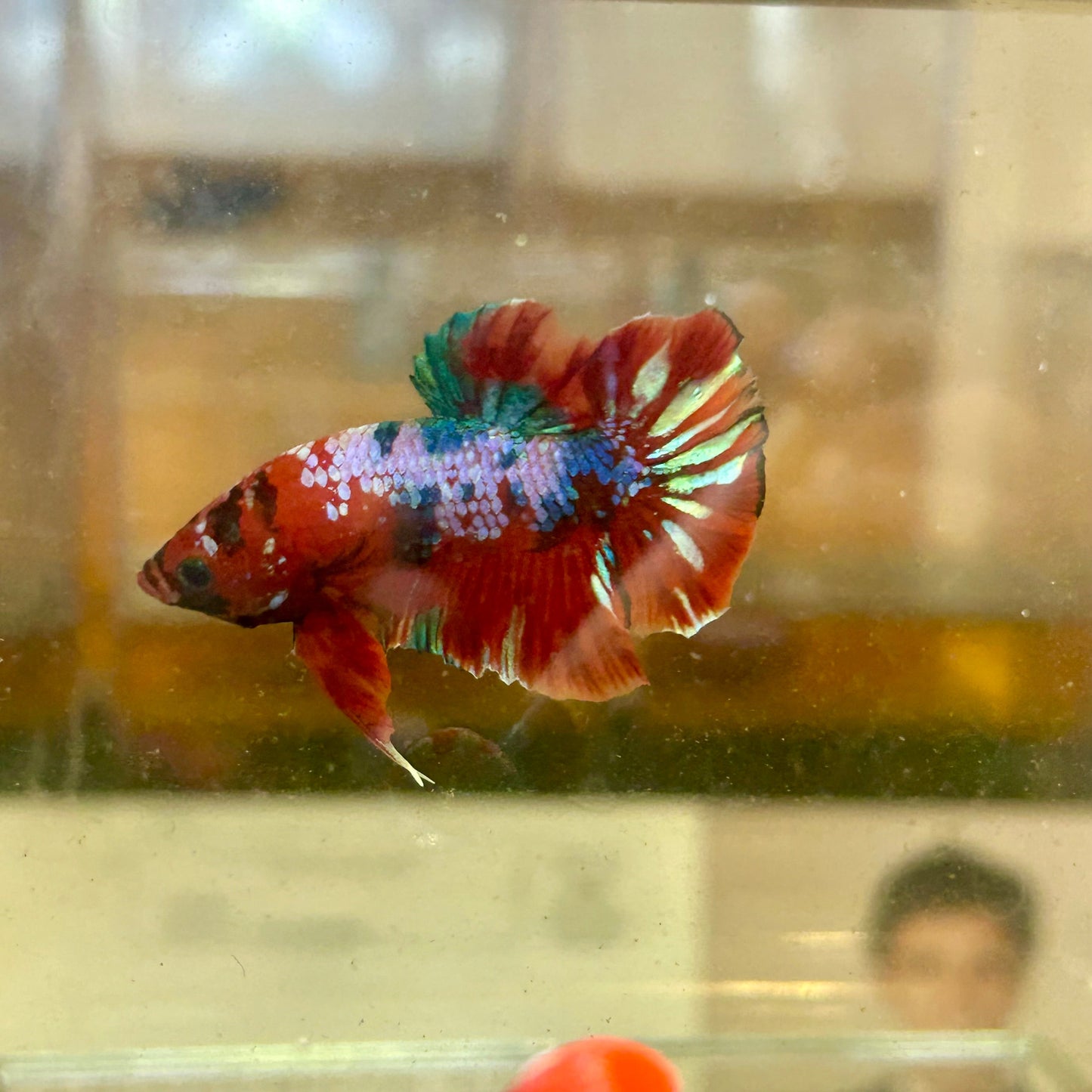 Koi Red Galaxy Plakat - Male Betta 33