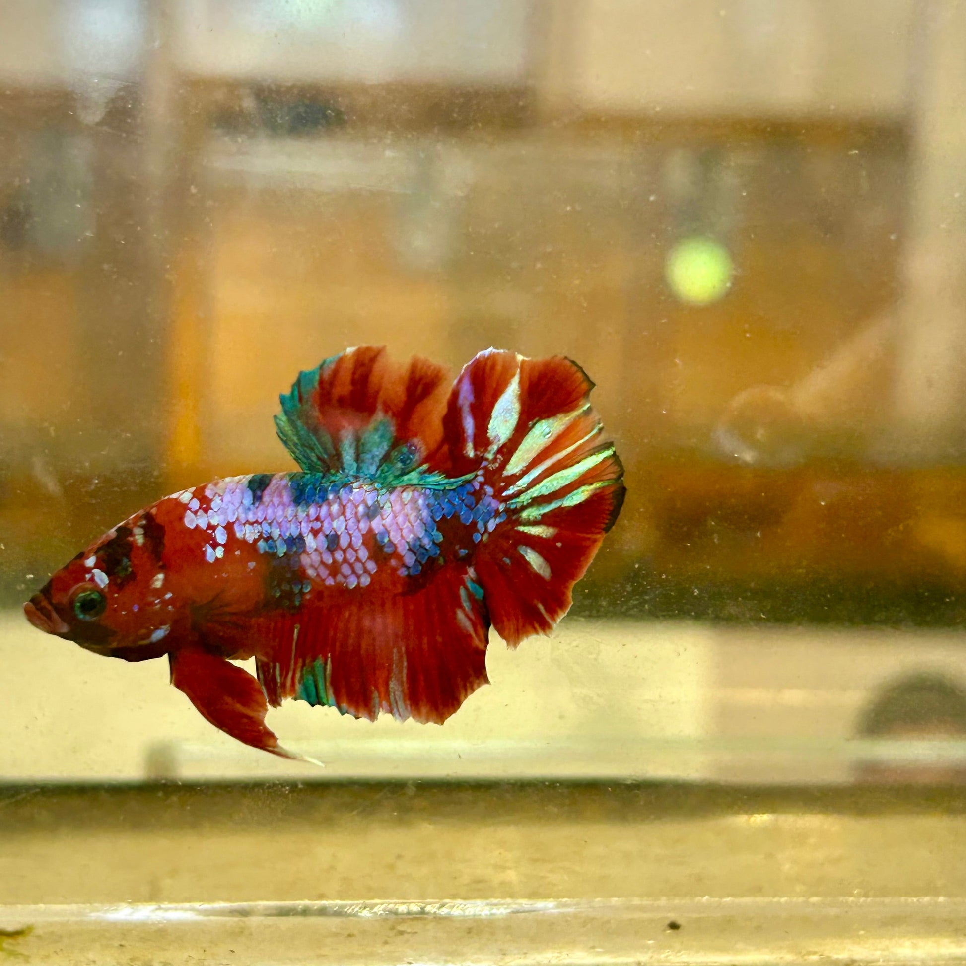 Koi Red Galaxy Plakat - Male Betta 33